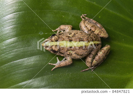 Image of brown frog on green leaves. Pelophylax ridibundus. Animal. Amphibians. 84847821