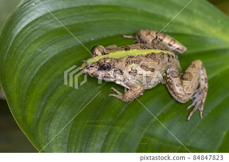 Image of brown frog on green leaves. Pelophylax ridibundus. Animal. Amphibians. Image of brown frog on green leaves. Pelophylax ridibundus. Animal. Amphibians. 84847823