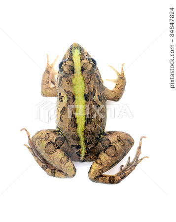 Image of brown frog isolated on white background. Pelophylax ridibundus. Animal. Amphibians Image of brown frog isolated on white background. Pelophylax ridibundus. Animal. Amphibians 84847824
