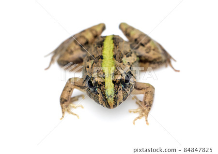 Image of brown frog isolated on white background. Pelophylax ridibundus. Animal. Amphibians Image of brown frog isolated on white background. Pelophylax ridibundus. Animal. Amphibians 84847825