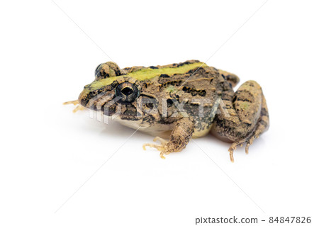 Image of brown frog isolated on white background. Pelophylax ridibundus. Animal. Amphibians Image of brown frog isolated on white background. Pelophylax ridibundus. Animal. Amphibians 84847826