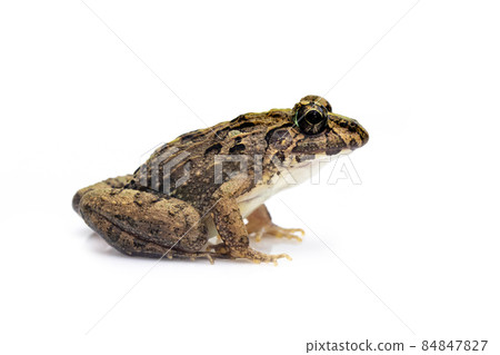 Image of brown frog isolated on white background. Pelophylax ridibundus. Animal. Amphibians Image of brown frog isolated on white background. Pelophylax ridibundus. Animal. Amphibians 84847827