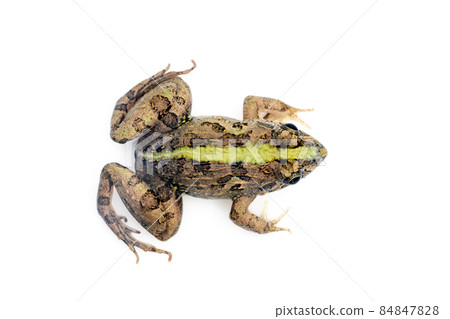 Image of brown frog isolated on white background. Pelophylax ridibundus. Animal. Amphibians Image of brown frog isolated on white background. Pelophylax ridibundus. Animal. Amphibians 84847828