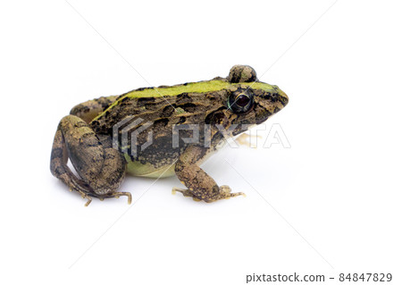 Image of brown frog isolated on white background. Pelophylax ridibundus. Animal. Amphibians Image of brown frog isolated on white background. Pelophylax ridibundus. Animal. Amphibians 84847829