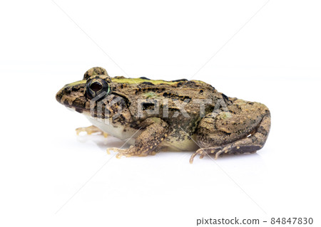 Image of brown frog isolated on white background. Pelophylax ridibundus. Animal. Amphibians Image of brown frog isolated on white background. Pelophylax ridibundus. Animal. Amphibians 84847830