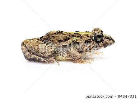 Image of brown frog isolated on white background. Pelophylax ridibundus. Animal. Amphibians Image of brown frog isolated on white background. Pelophylax ridibundus. Animal. Amphibians 84847831