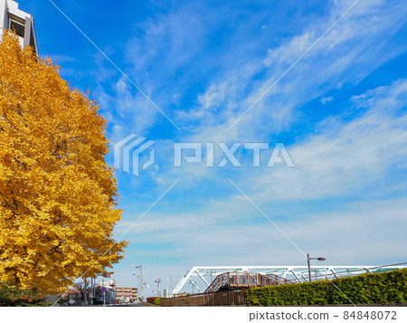 Ginkgo under the early winter sky 84848072