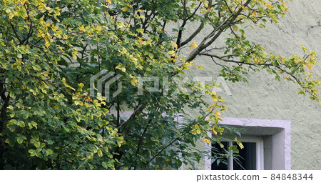 Germany, Rothenburg, Fairy Tale Town, Green Wall, ドイツ, ローテンブルク, おとぎ话の町, 绿の壁, Germany, 84848344