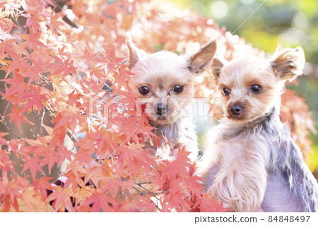 Autumn leaves and two yorkshire terriers Autumn leaves and two yorkshire terriers 84848497