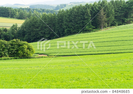 Biei scenery in June Biei scenery in June 84848685