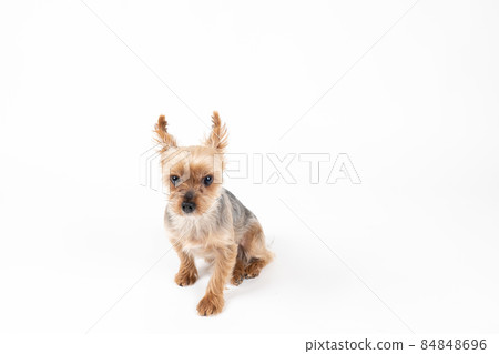Yorkshire terrier sitting and looking forward 84848696