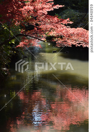 Red maple reflected on the surface of the water Red maple reflected on the surface of the water 84848959