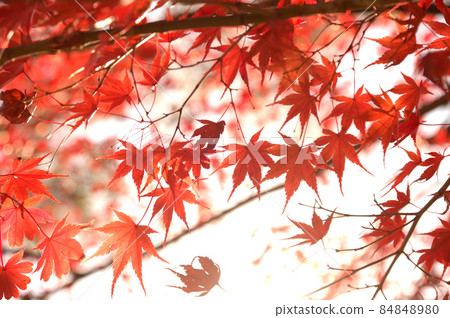 Autumn scenery Autumn scenery 84848980