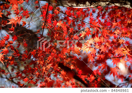 Autumn scenery Autumn scenery 84848981