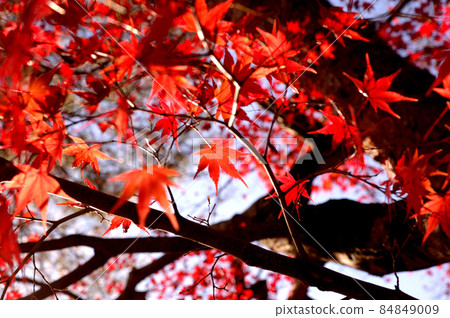 Autumn scenery Autumn scenery 84849009