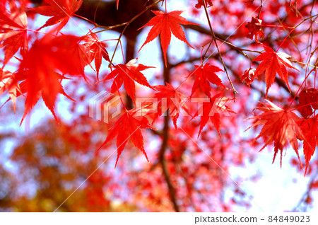 Autumn scenery Autumn scenery 84849023