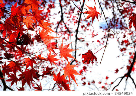 Autumn scenery Autumn scenery 84849024