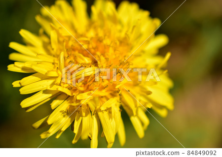 Yellow dandelion close-up in the picture. 84849092