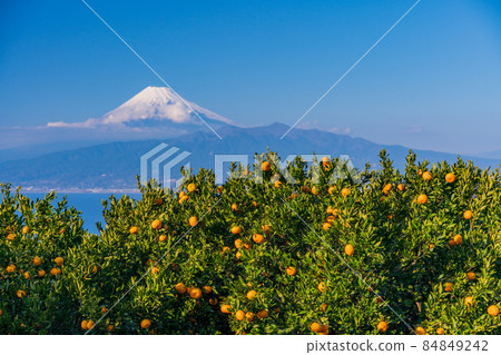 (Shizuoka Prefecture) Izu Nishiura Mikan field, Mt. Fuji 84849242