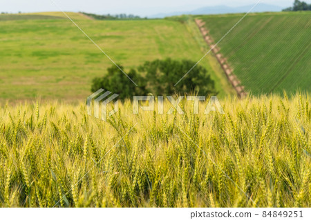 Wheat field of Biei Wheat field of Biei 84849251