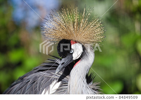 White-crowned crane 84849509