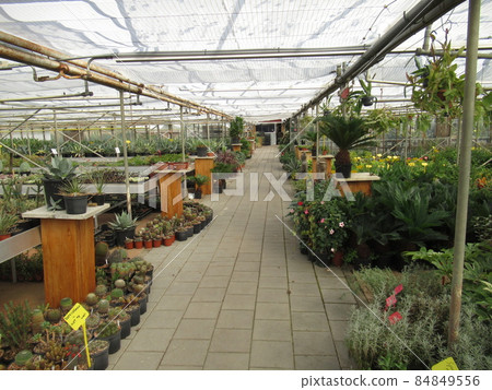 A garden shop selling Dutch cacti and succulents A garden shop selling Dutch cacti and succulents 84849556