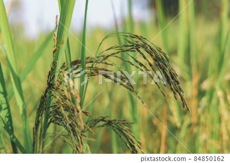 The rice ears that are beginning to turn yellow are looking forward to harvest day. The rice ears that are beginning to turn yellow are looking forward to harvest day. 84850162