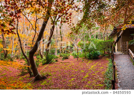 Giouji Temple, a garden of fall foliage Giouji Temple, a garden of fall foliage 84850593