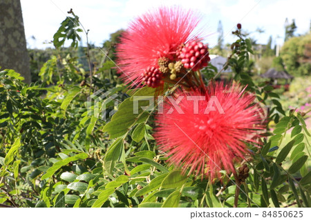 來自沖繩東南植物園的Calliandra haematochea 來自沖繩東南植物園的Calliandra haematochea 84850625