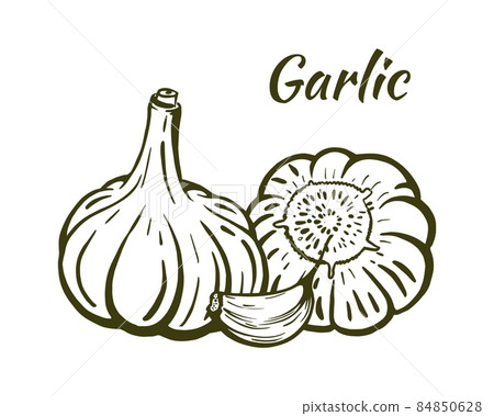 Garlic still life sketch hand drawn vector Garlic still life sketch hand drawn vector 84850628