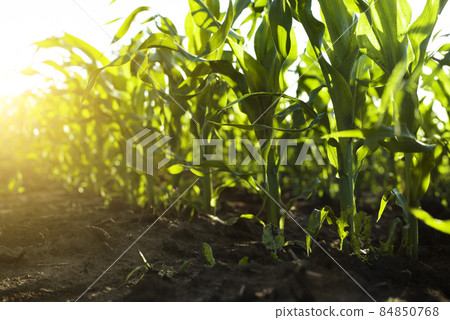 Rows of sprouting maize in fields somewhere in Ukraine 84850768