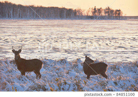 Male sika deer at dusk and snow accretion trees (Hokkaido) Male sika deer at dusk and snow accretion trees (Hokkaido) 84851100