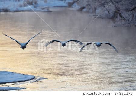Tancho roosting (Tsurui, Hokkaido) 84851173