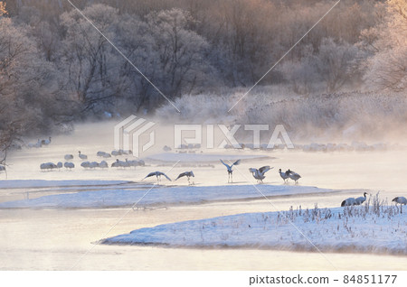 Tancho (Hokkaido · Tsurui) flying from the roost surrounded by ice 84851177