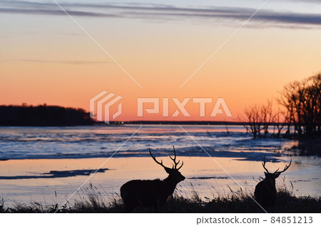 The sea and a flock of sika deer dyed in the sunset (eastern Hokkaido) The sea and a flock of sika deer dyed in the sunset (eastern Hokkaido) 84851213