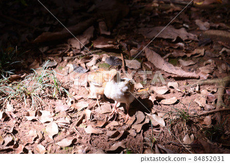 A chick strayed from a mother bird in the woods 84852031