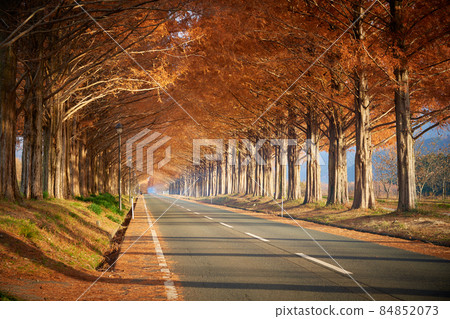Takashima City, Shiga Prefecture Metasequoia Namiki Takashima City, Shiga Prefecture Metasequoia Namiki 84852073