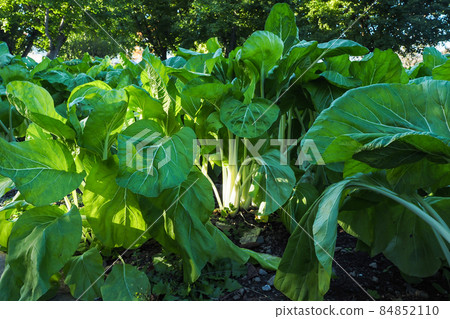 Rice scoop vegetable field Rice scoop vegetable field 84852110