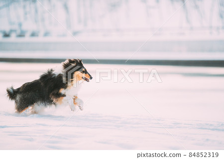 Rough Collie Funny Scottish Collie, Long-Haired Collie, English Collie, Lassie Dog Fast Running Outdoor In Snowy Park At Winter Day. Active Dog Play In Snow Snowdrift. Playful Pet Outdoors. Rough Collie Funny Scottish Collie, Long-Haired Collie, English Collie, Lassie Dog Fast Running Outdoor In Snowy Park At Winter Day. Active Dog Play In Snow Snowdrift. Playful Pet Outdoors. 84852319