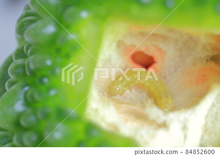 Insects that feed on bitter gourd (Urinomeiga, Cotton helicopter Chronomeiga) 84852600