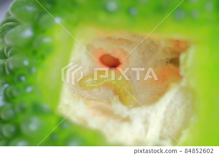 Insects that feed on bitter gourd (Urinomeiga, Cotton helicopter Chronomeiga) Insects that feed on bitter gourd (Urinomeiga, Cotton helicopter Chronomeiga) 84852602