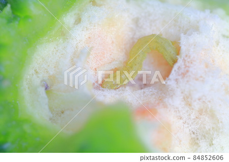 Insects that feed on bitter gourd (Urinomeiga, Cotton helicopter Chronomeiga) 84852606