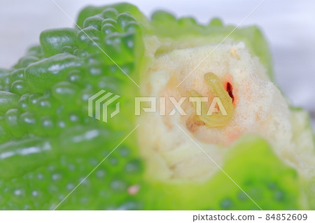 Insects that feed on bitter gourd (Urinomeiga, Cotton helicopter Chronomeiga) 84852609