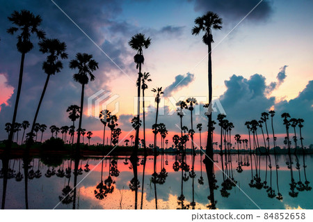 sugar palm trees with skyline reflection at dawn sugar palm trees with skyline reflection at dawn 84852658