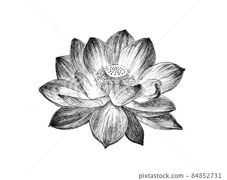 蓮花植物藝術的精確描繪 84852731