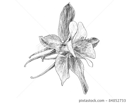 Botanical art of columbine with precise depiction Botanical art of columbine with precise depiction 84852733