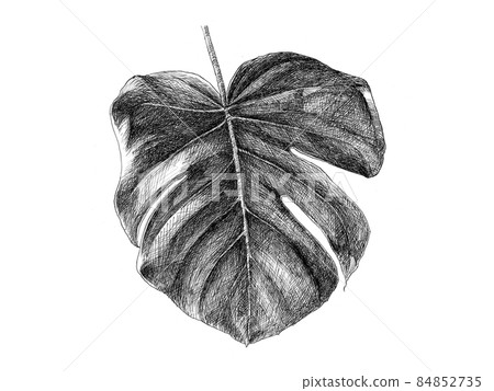Precision depiction of Monstera's botanical art Precision depiction of Monstera's botanical art 84852735