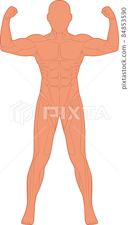 human body muscle chart