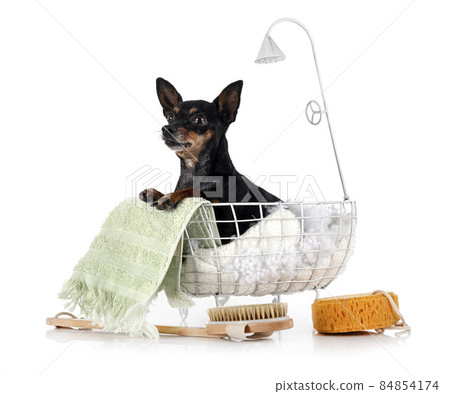 miniature pinscher in studio miniature pinscher in studio 84854174
