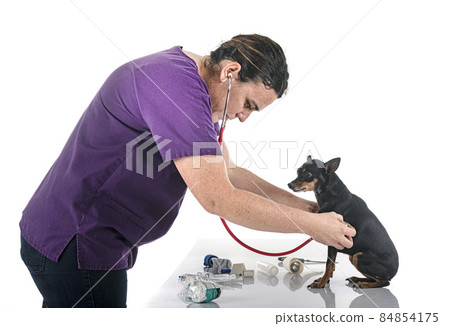 ill miniature pinscher in studio ill miniature pinscher in studio 84854175